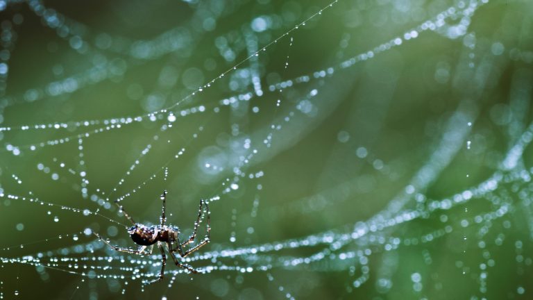 Guida al crawling, la scansione per scoprire le pagine web